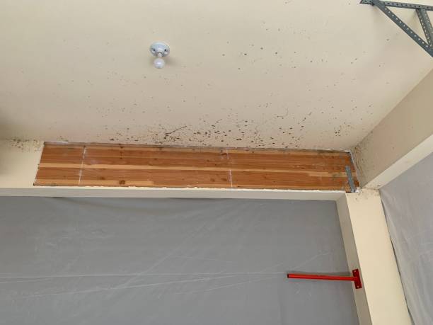 Northwest Harborcreek, PA Mold Removal Company