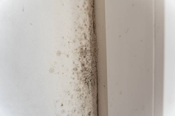 Best Asbestos and Lead Testing During Mold Inspection  in Northwest Harborcreek, PA